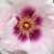 Fioletowo - różowy - Róże rabatowe floribunda - Eyes for You